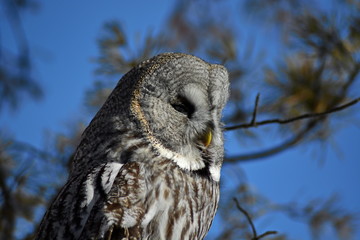 portrait of grey owl