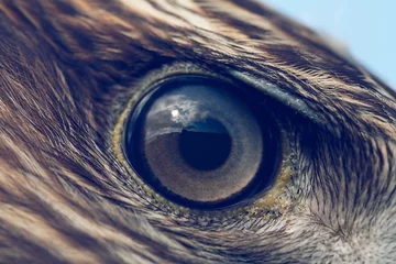 Foto auf Acrylglas Adler eagle eye close-up