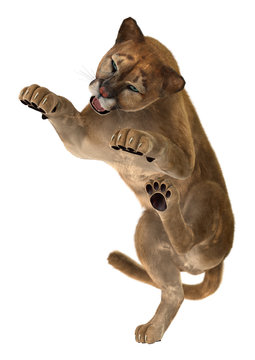 3D Rendering Big Cat Puma on White