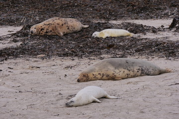 Fototapeta premium Kegelrobbenkolonie auf Helgoland, Kegelrobbe, Halichoerus grypus
