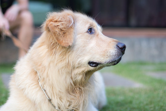 Dog Golden Retriever with blurred background.