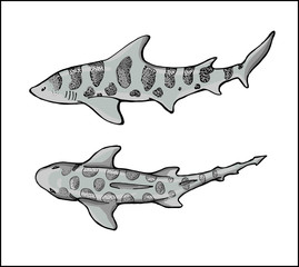 leopard shark in 2 colored isolated versions
