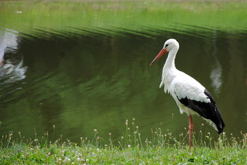 stork