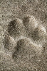 Obraz premium footprint of the Amur tiger