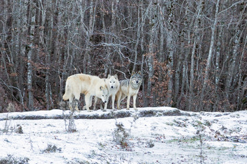 Fototapeta premium American Wolfdog