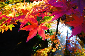 Autumn leaves