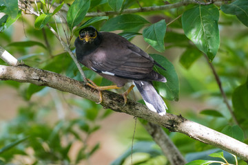 Hirtenmaina, Hirtenstar sitzt auf einem Ast