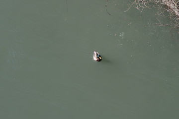 Oiseau en pleine nature