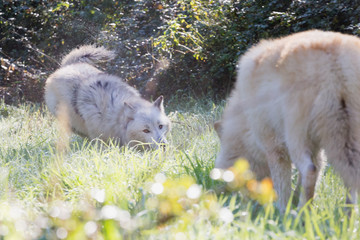 Fototapeta premium American Wolfdog