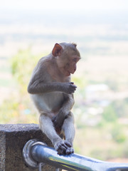 Baby asian monkey eating fresh friut sit on the Rail bridge