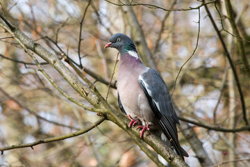 Dove sitting on a branch