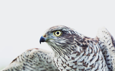 Sparrow Hawk (Accipiter nisus)