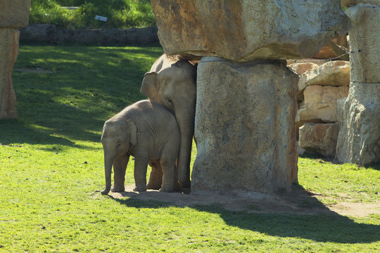 Elephants in ZOO