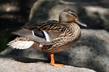 Stockente