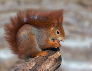 Red squirrel eating a hazelnut