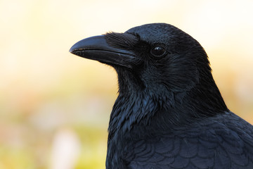 Profile of a black crow