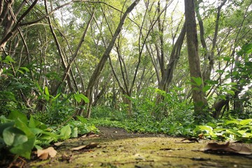 Green leaves on the walkway in the forest