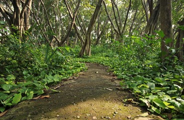 Green leaves on the walkway in the forest