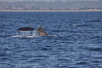 Fototapeta premium Diving whale shows tail off California coast