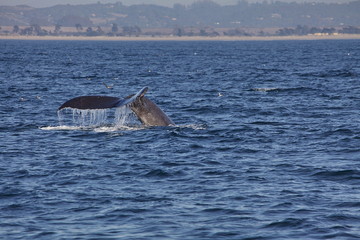 Diving whale shows tail off California coast