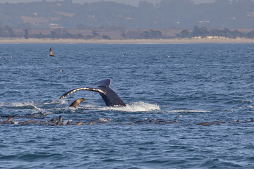 Obraz premium Diving whale and sea lions chasing school of fish off California coast