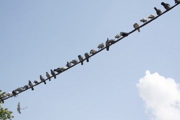 Birds sitting at wire in a small city in Poland.