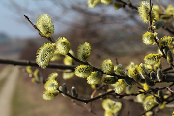 Pussy-willow / Yellow style macro shot of blossoming pussy-willow