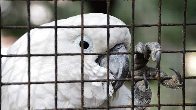 Caged white cockatoo parrot with expression of sadness and claw grating in a captivity in zoologic. Cacatua alba.