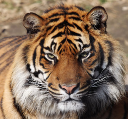 Fototapety  Tiger