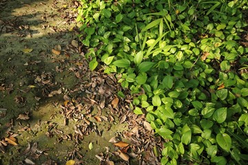 Green leaves in the forest