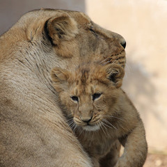 Lion Cub