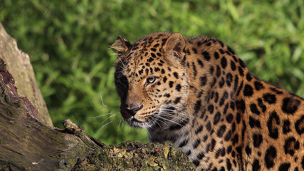 Obraz na płótnie Canvas Amur Leopard