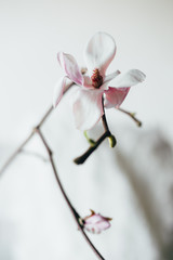 Fototapeta na wymiar Magnolia blossom. Spring concept