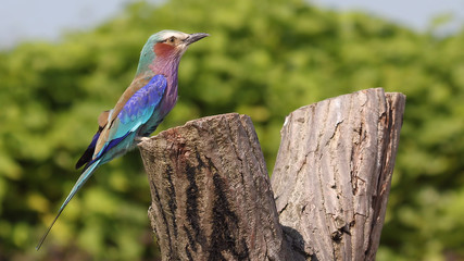 Lilac-Breasted Roller