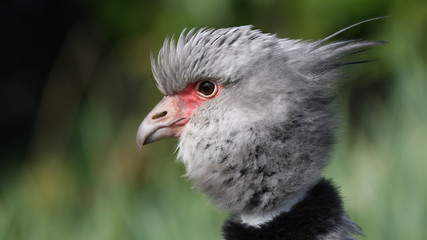 Southern Screamer