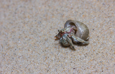 hermit crab