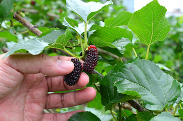 Man picking a ripe mulberry