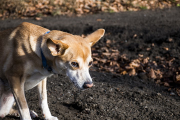 Small hairy dog Portuguese Podengo wearing a blue collar