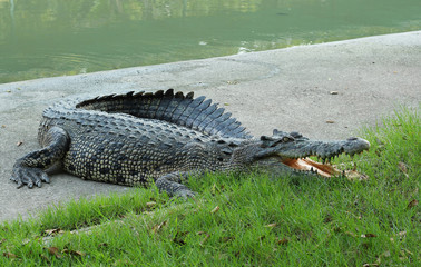 Crocodiles Resting at Crocodile Farm in Thailand