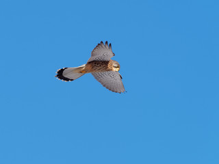 Kestrel watching for mouse ( Falco tinnunculus )