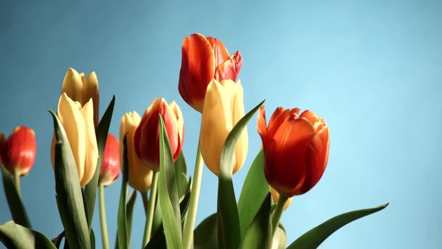 Bunch of tulips flowers on blue background 4K ProRes HQ codec