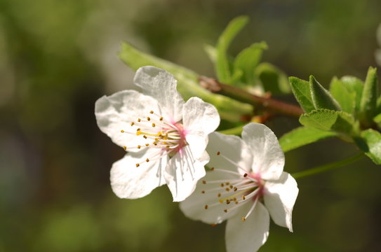 Blossom of Mirabelle plum