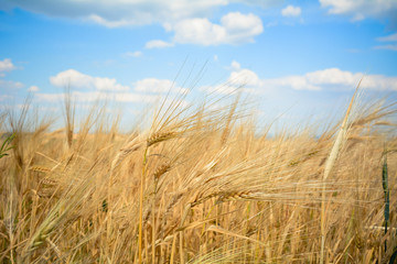 Beautiful wheat field and blue sky