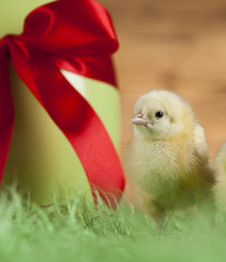 Easter animal and chick