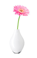 beautiful pink gerbera daisy flower in vase isolated on white