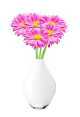 Pink Chamomiles (chrysanthemums) in vase isolated on white