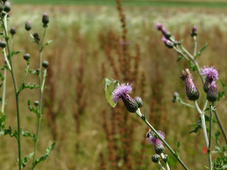 Brachland mit Wildpflanzen
