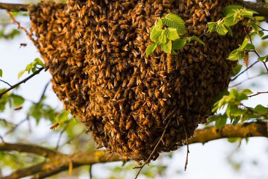 Drone of bees