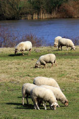 Sheep is a cloven-hoofed mammal (Ovis aries)