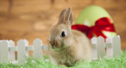 Little Easter bunny